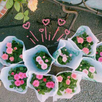 半岛官方下载地址截图