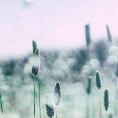 半岛官方下载地址